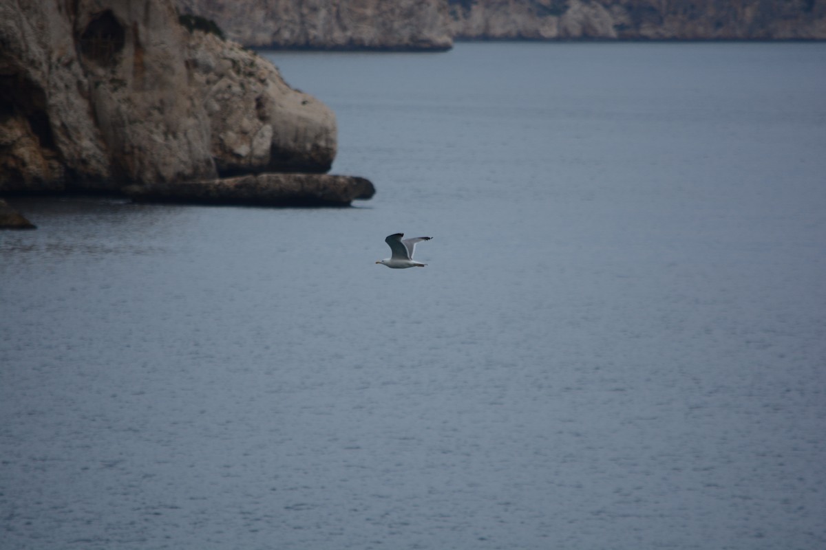 Gümüş Martı - ML647225956