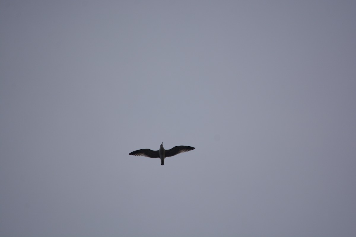 Gümüş Martı - ML647225962