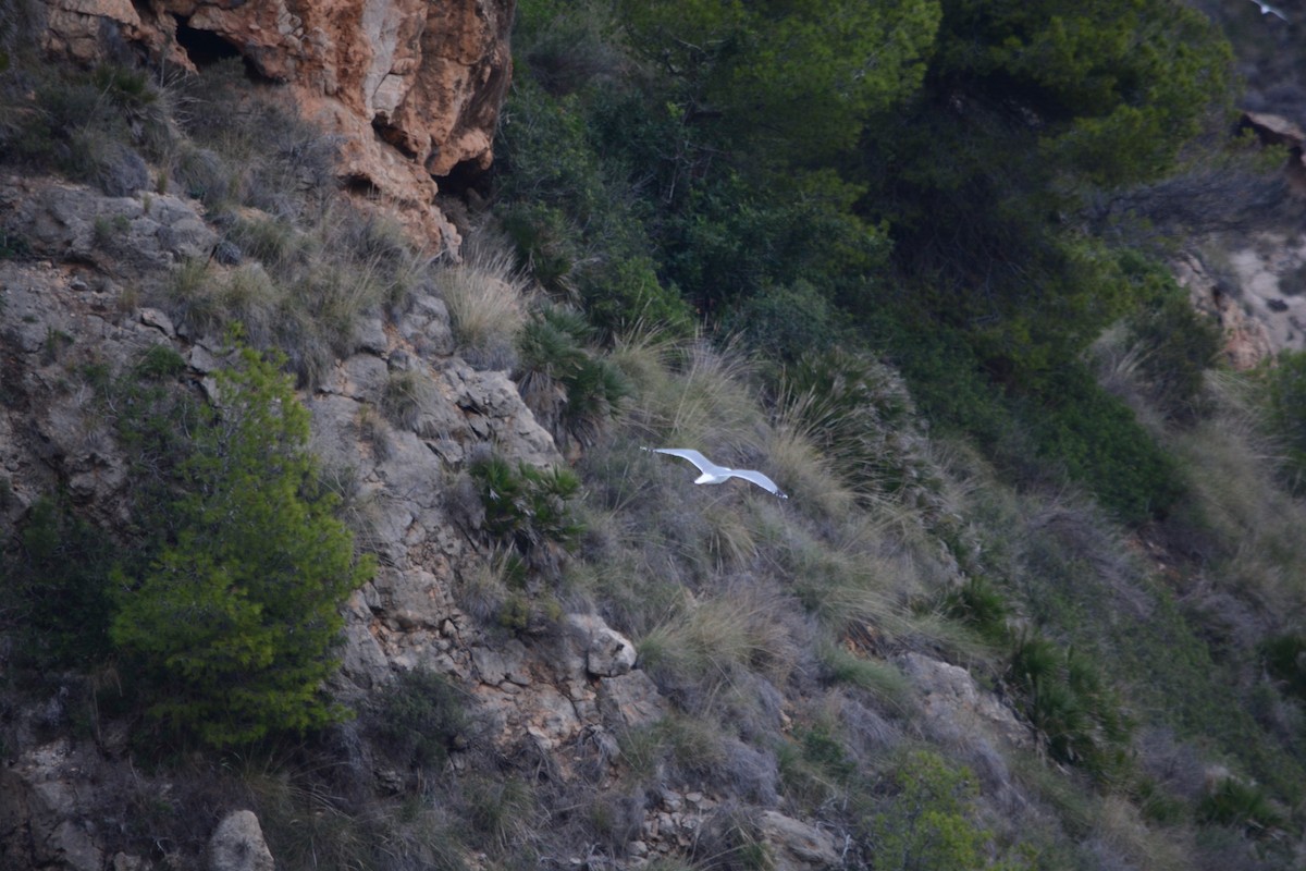 Gümüş Martı - ML647225968