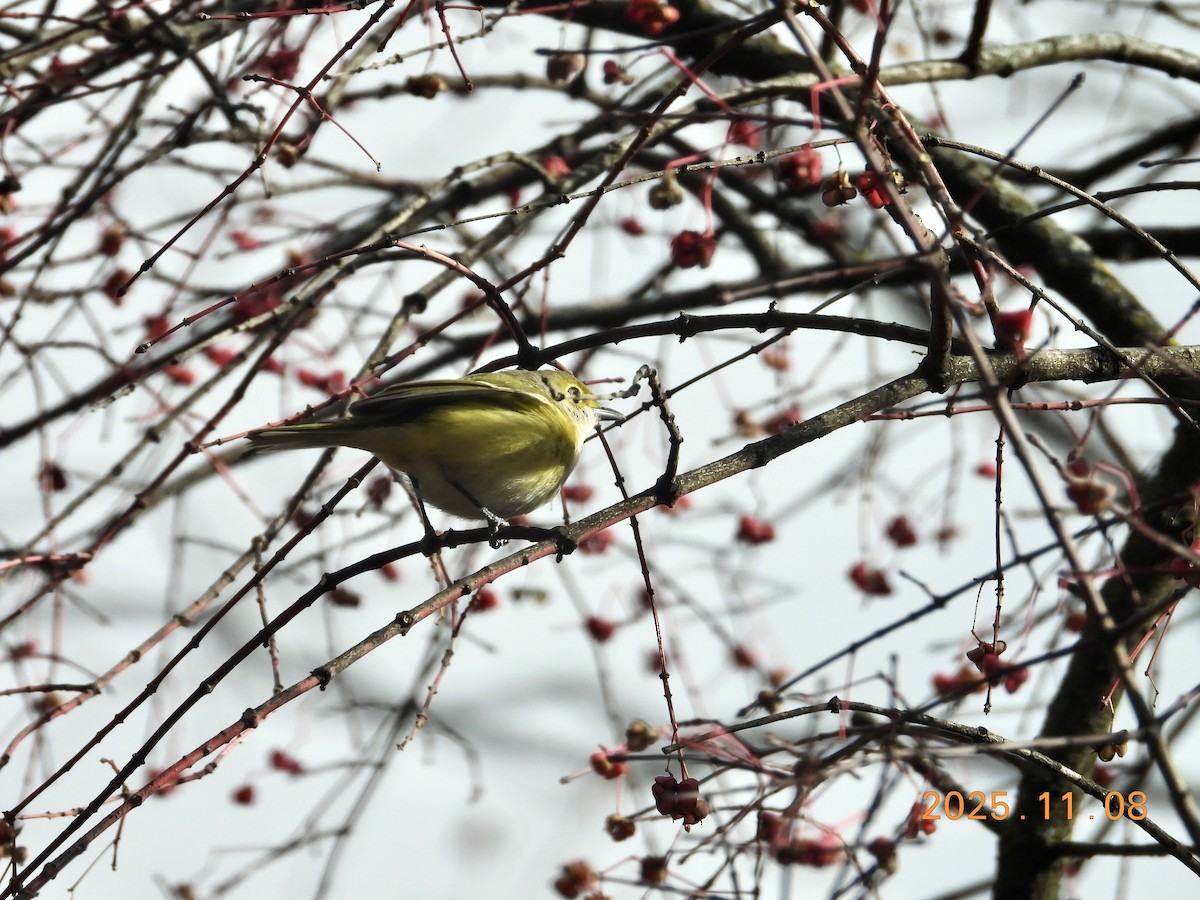 Vireo Ojiblanco - ML647225972