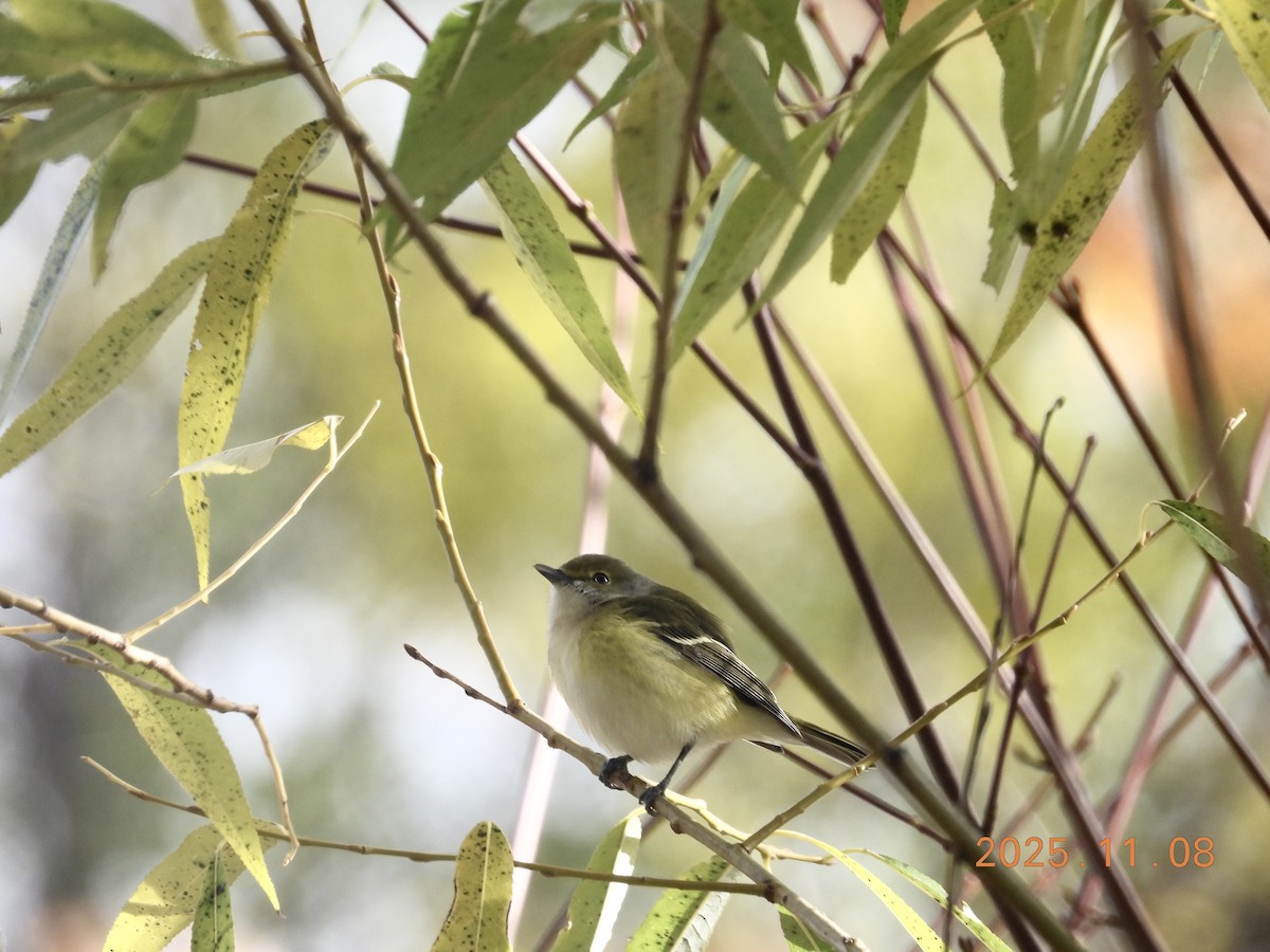 Vireo Ojiblanco - ML647225973