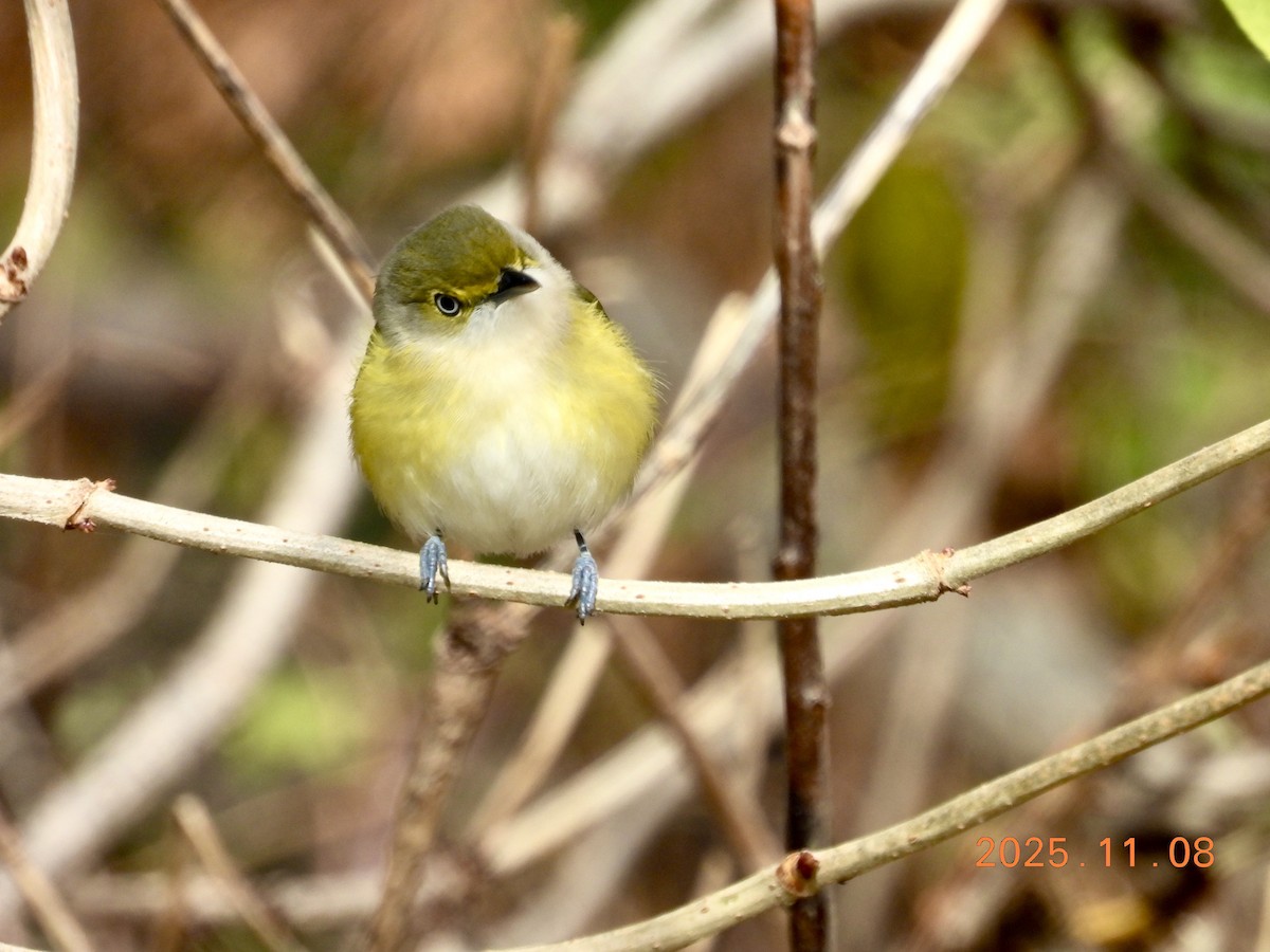 Vireo Ojiblanco - ML647225974