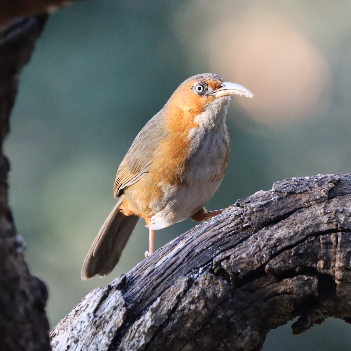 Rusty-cheeked Scimitar-Babbler - ML647226003