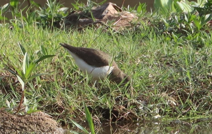 Kuliska txikia - ML647226004