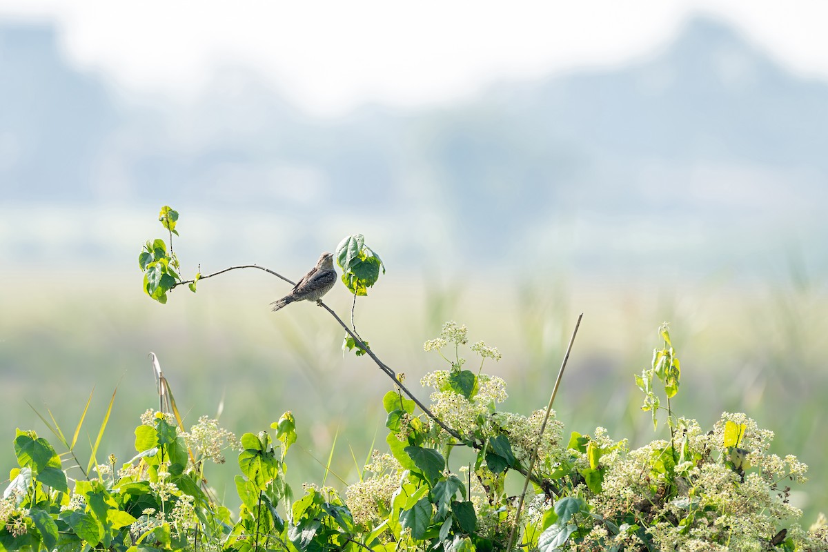 Lepitzulia - ML647226005