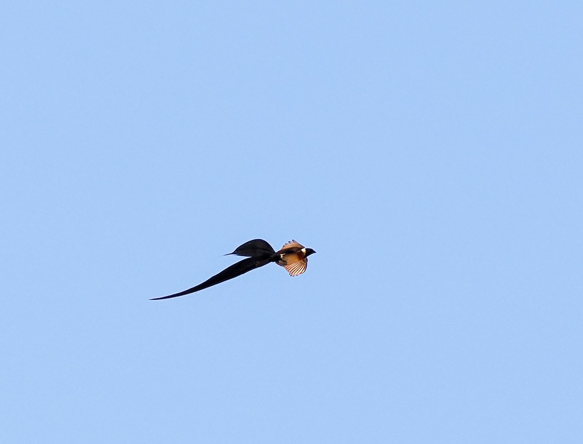 Eastern Paradise-Whydah - ML647226006