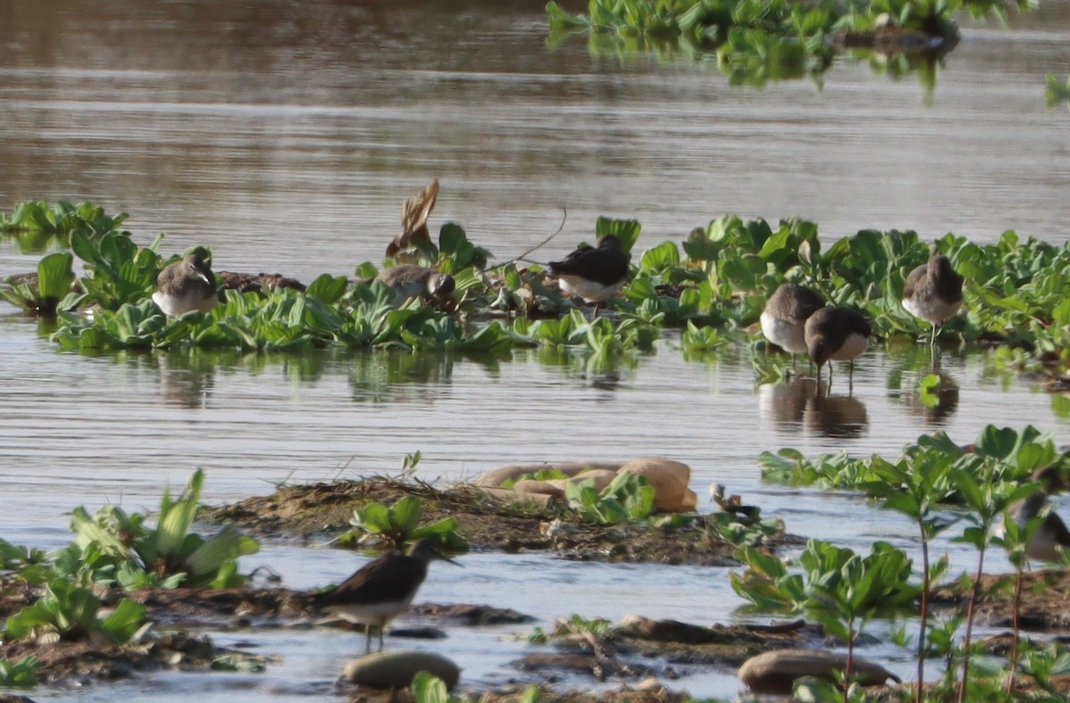 Kuliska iluna - ML647226007