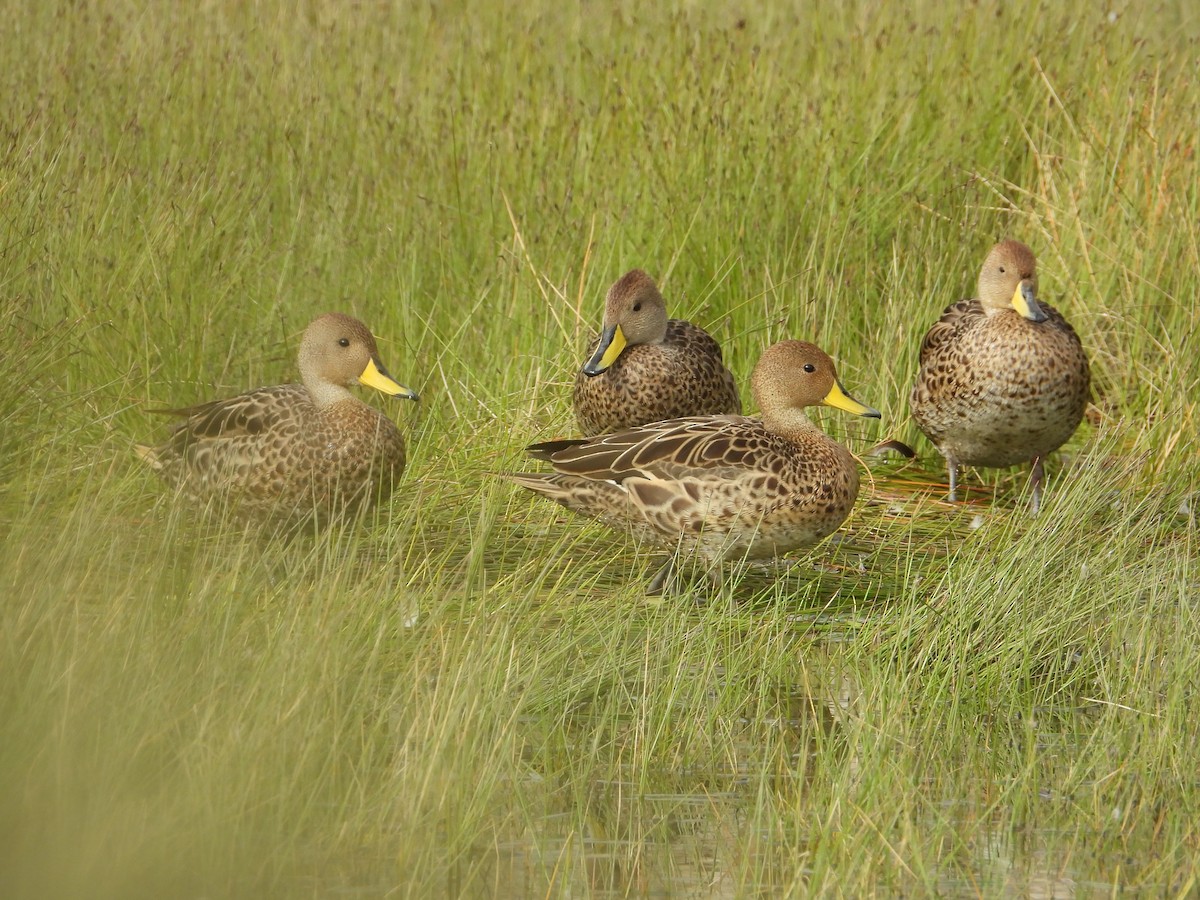 Шилохвіст жовтодзьобий - ML647226011