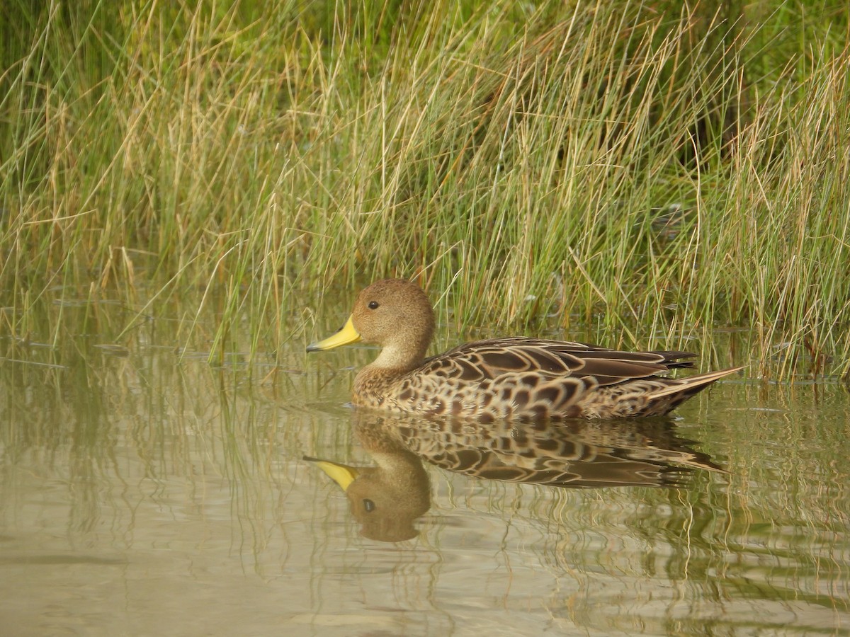 Ahate ziri-buztana - ML647226012