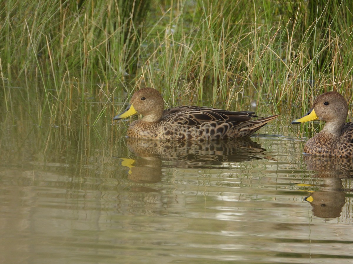 Ahate ziri-buztana - ML647226013