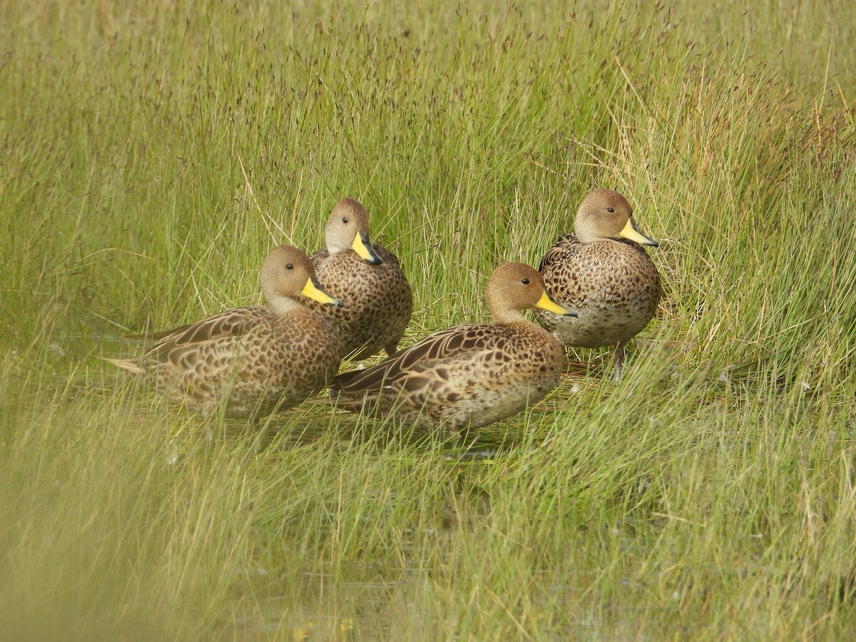 Шилохвіст жовтодзьобий - ML647226014