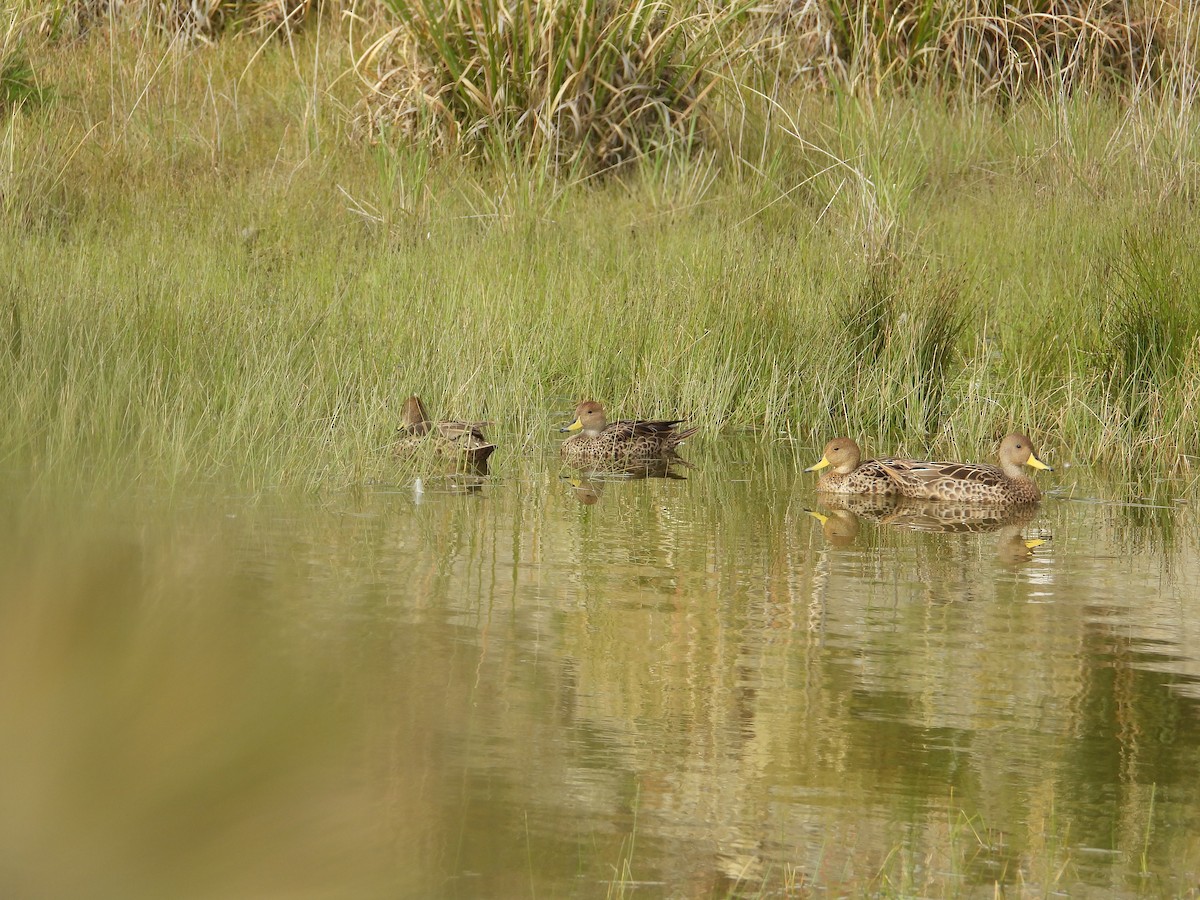 Ahate ziri-buztana - ML647226015