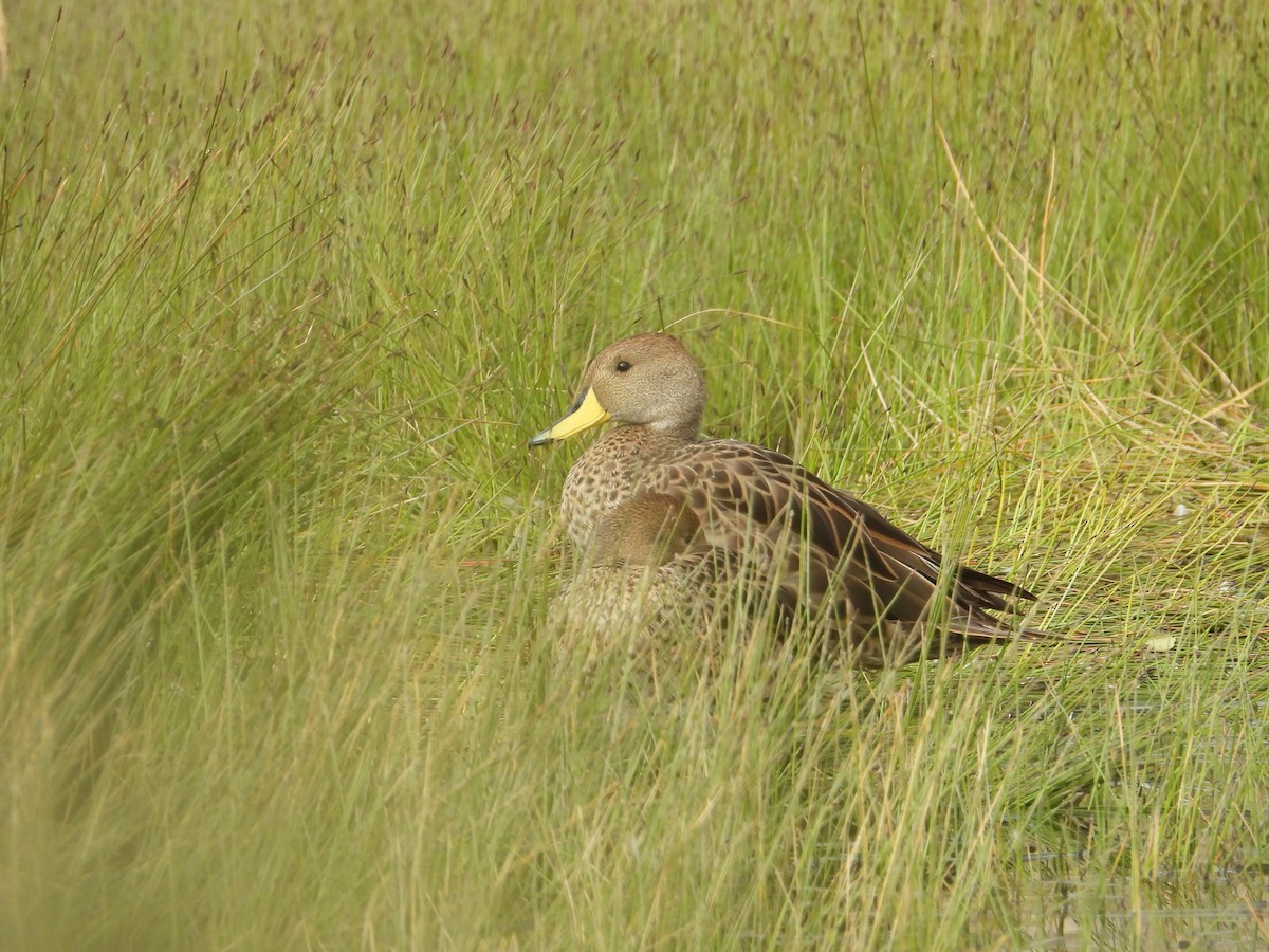 Ahate ziri-buztana - ML647226016