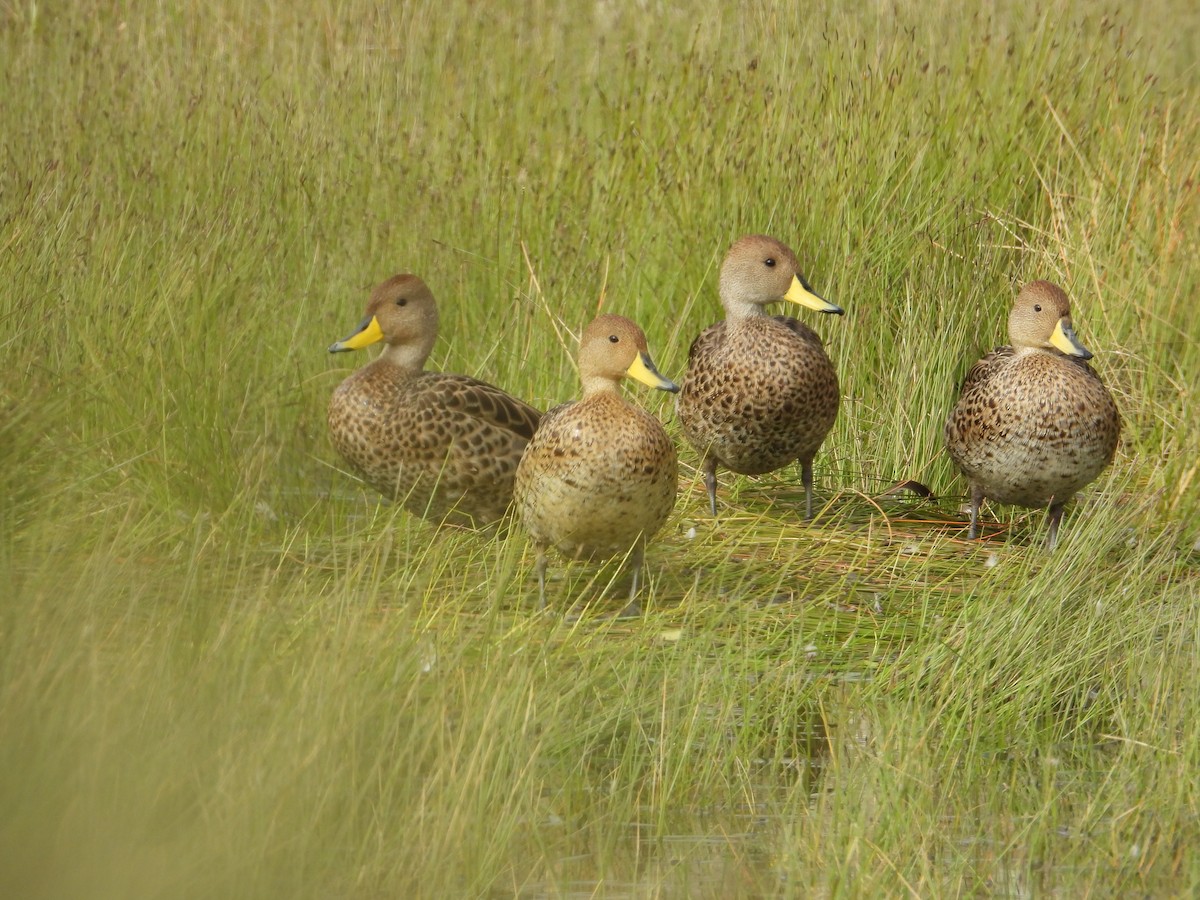 Ahate ziri-buztana - ML647226017