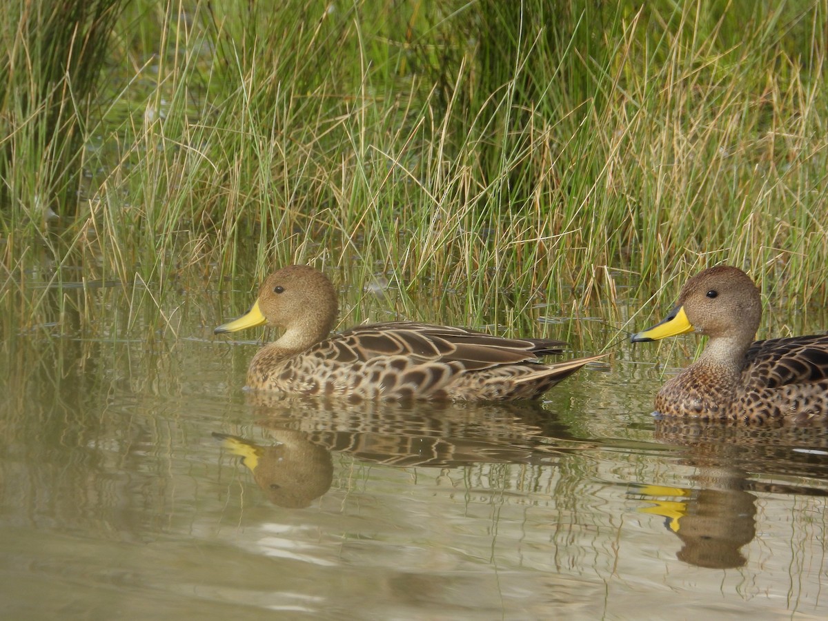 Ahate ziri-buztana - ML647226018