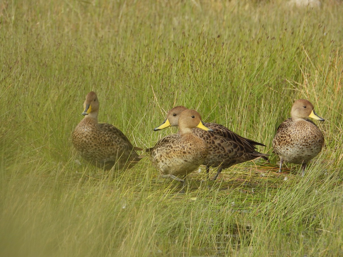 Ahate ziri-buztana - ML647226019