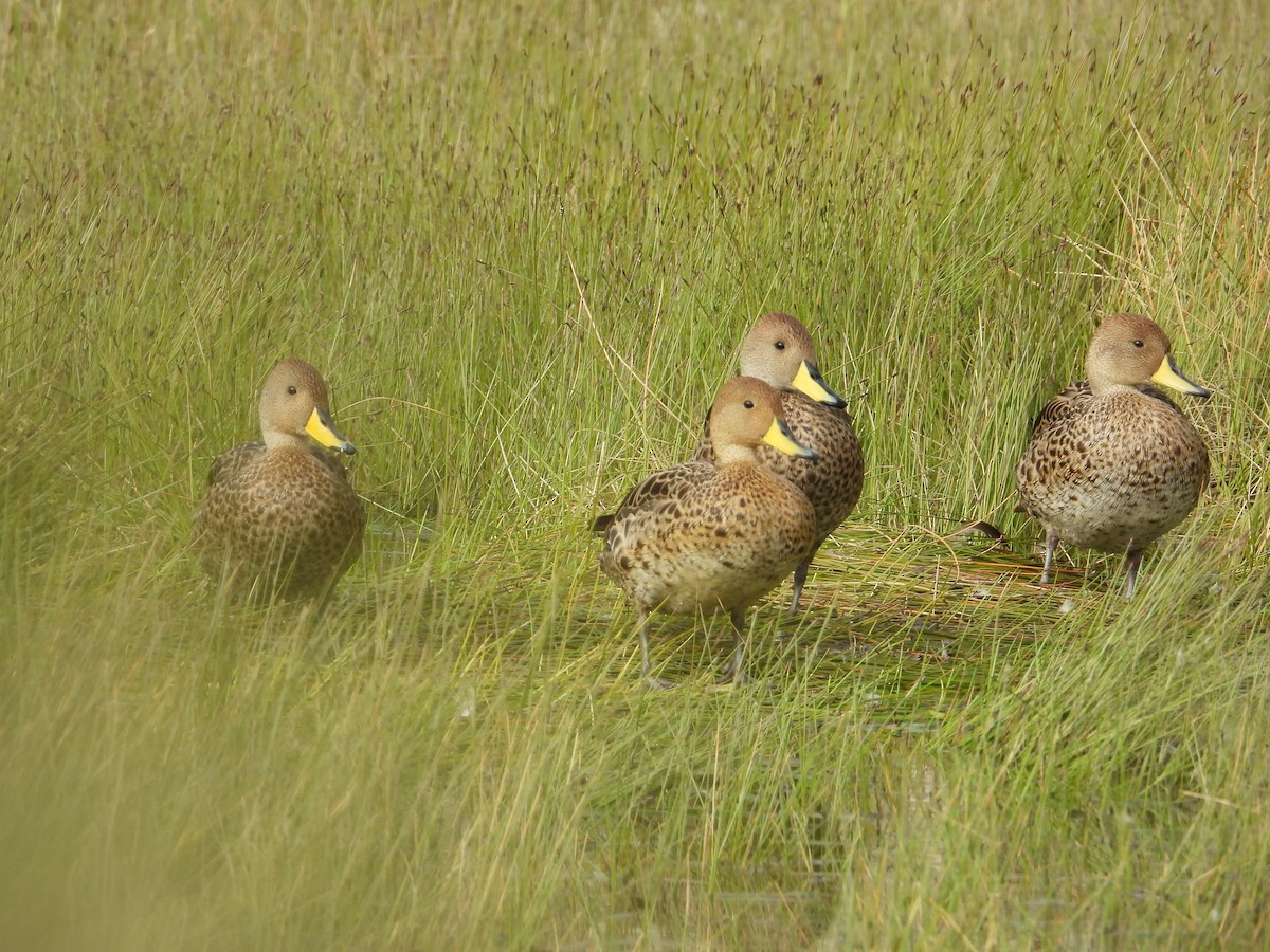 Ahate ziri-buztana - ML647226020