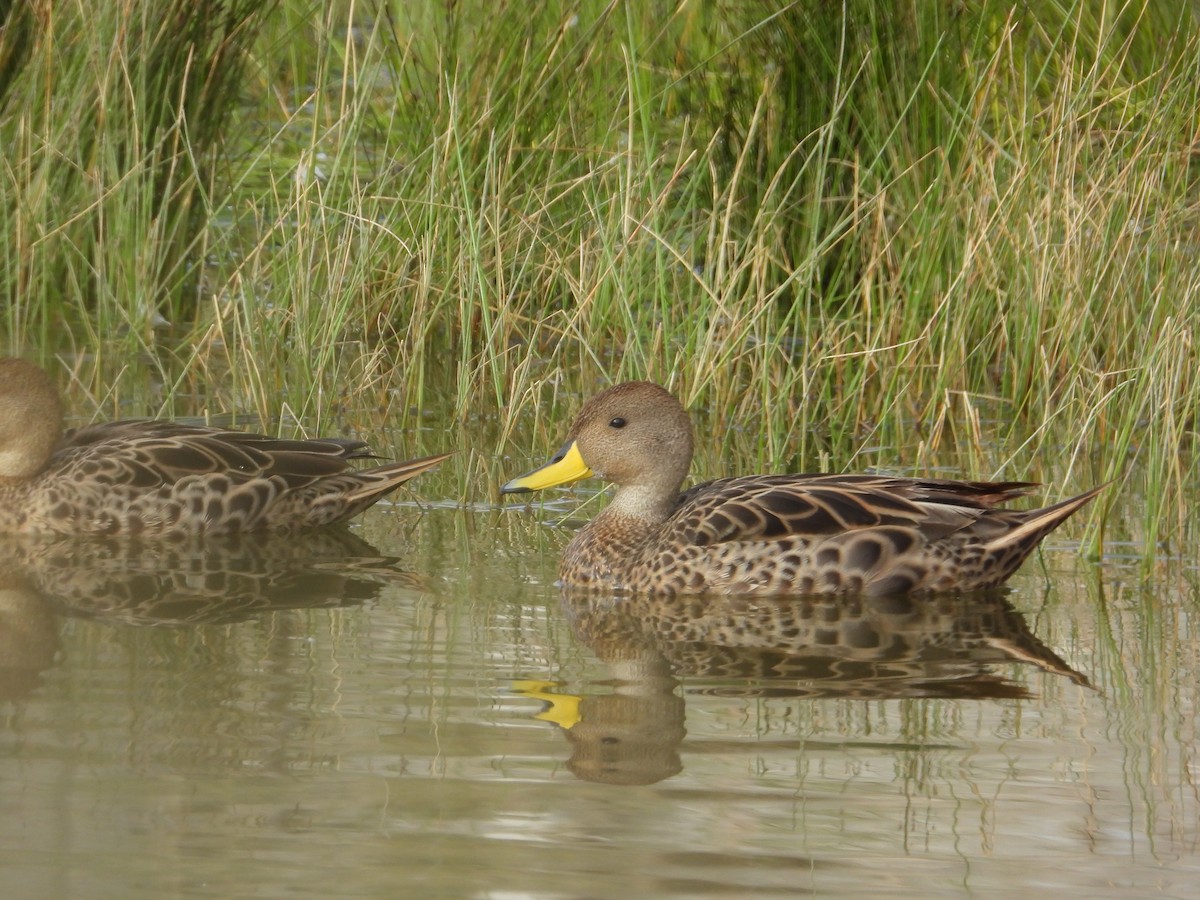 Шилохвіст жовтодзьобий - ML647226021