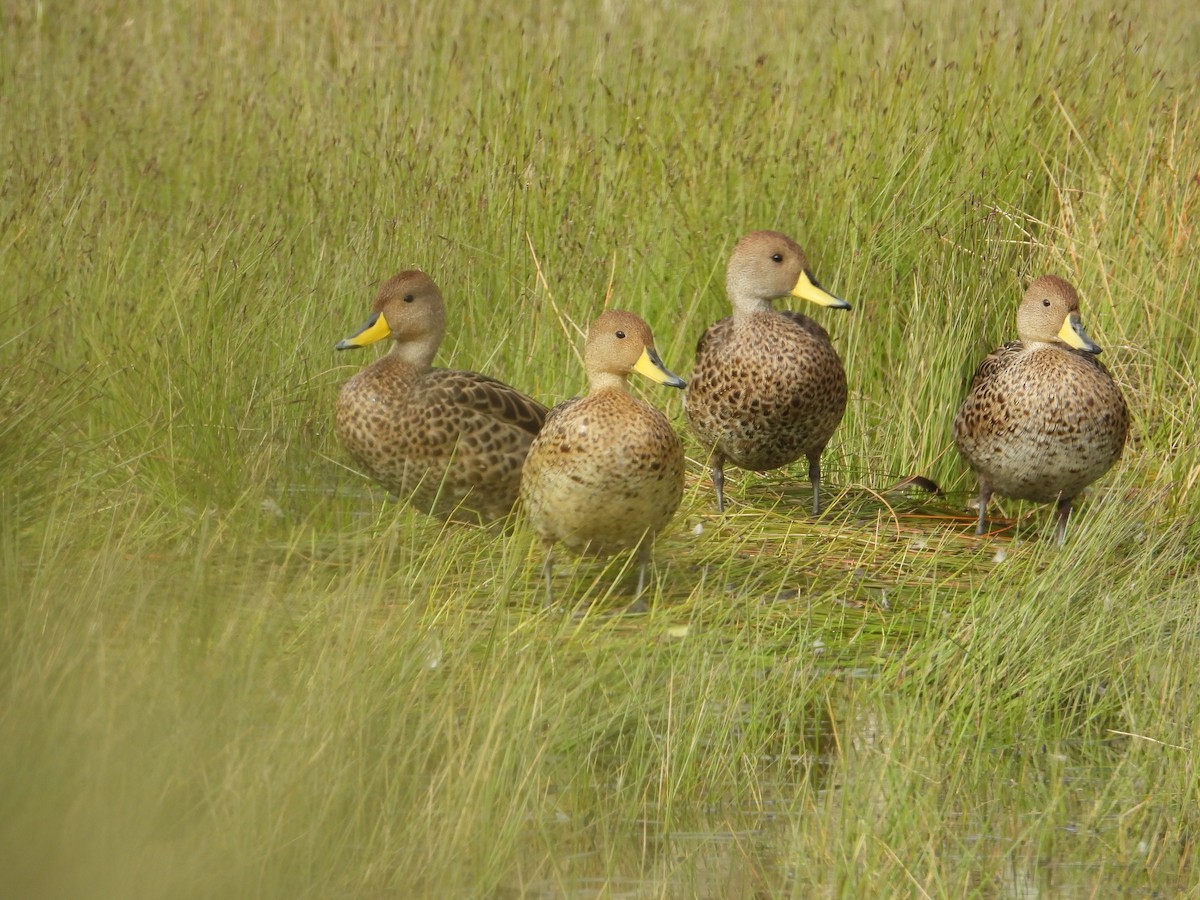 Шилохвіст жовтодзьобий - ML647226022