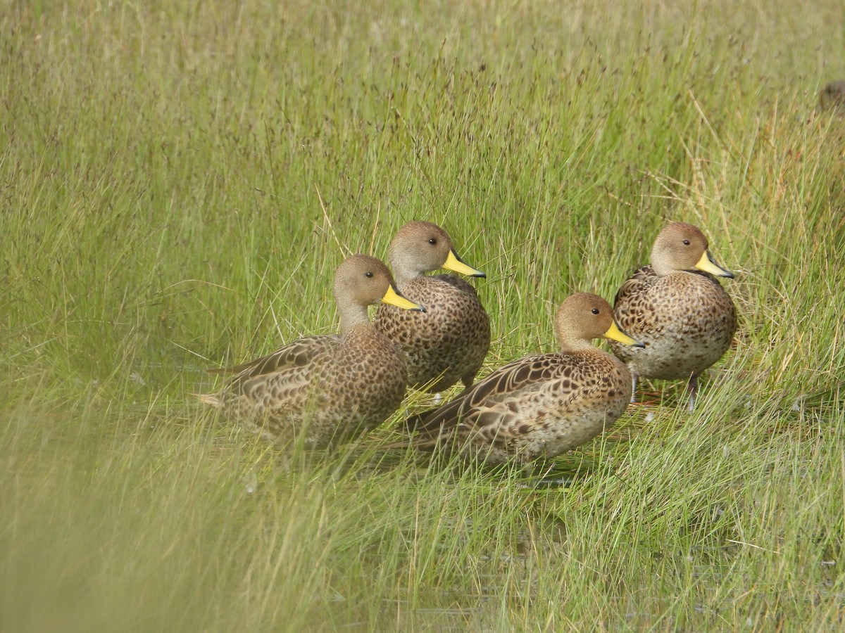 Ahate ziri-buztana - ML647226023