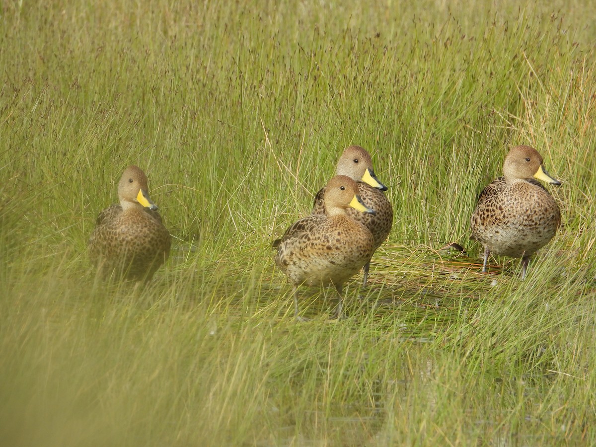 Ahate ziri-buztana - ML647226024