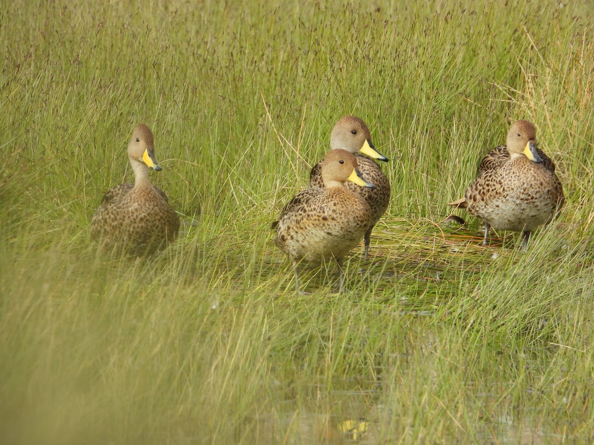 Ahate ziri-buztana - ML647226025