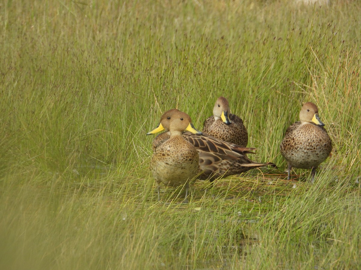 Шилохвіст жовтодзьобий - ML647226026
