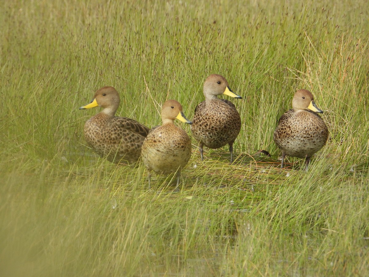 Шилохвіст жовтодзьобий - ML647226027