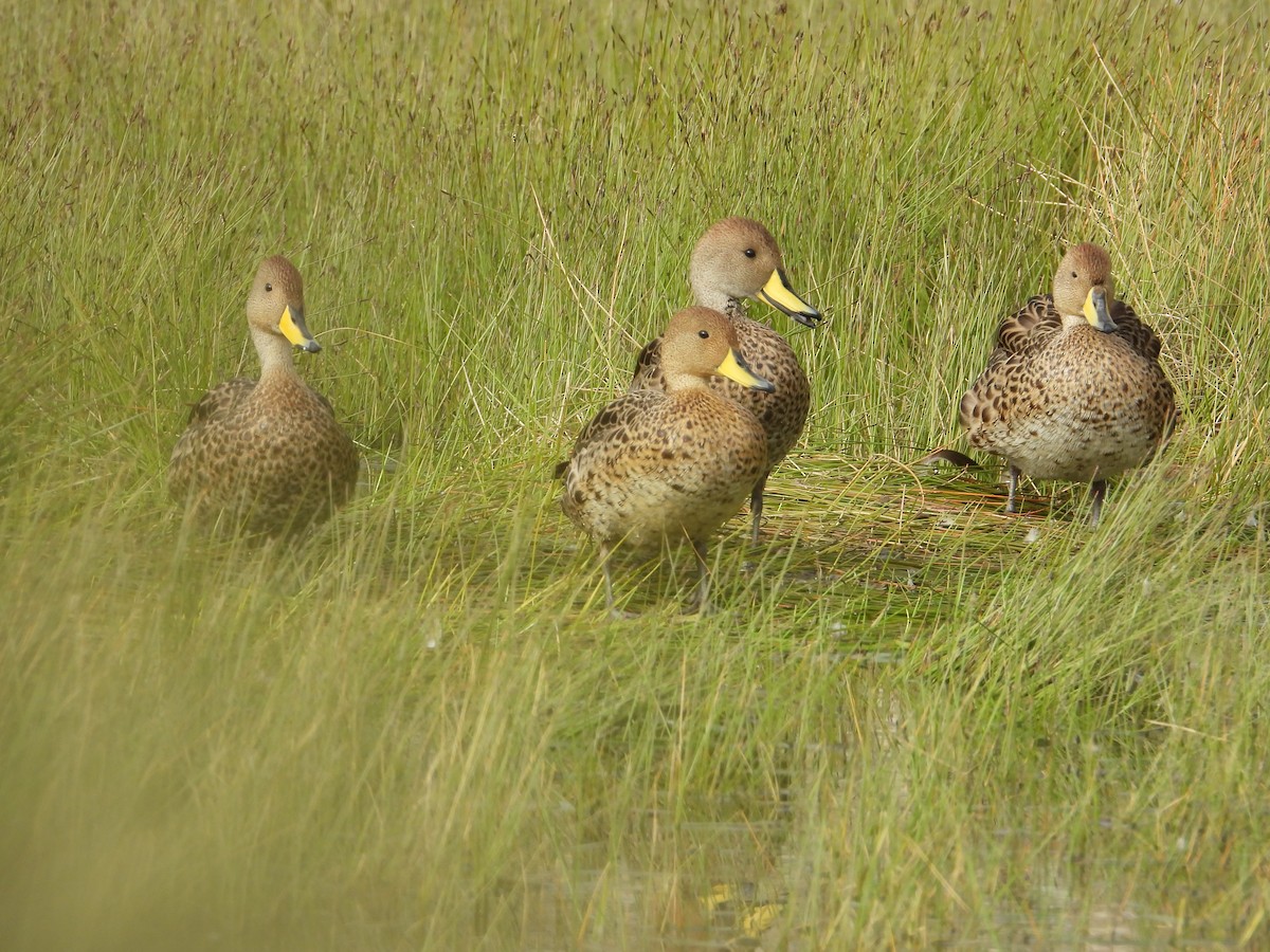 Шилохвіст жовтодзьобий - ML647226028
