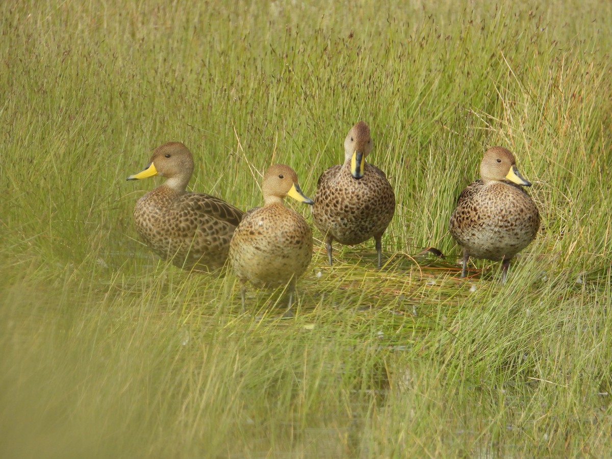 Шилохвіст жовтодзьобий - ML647226029