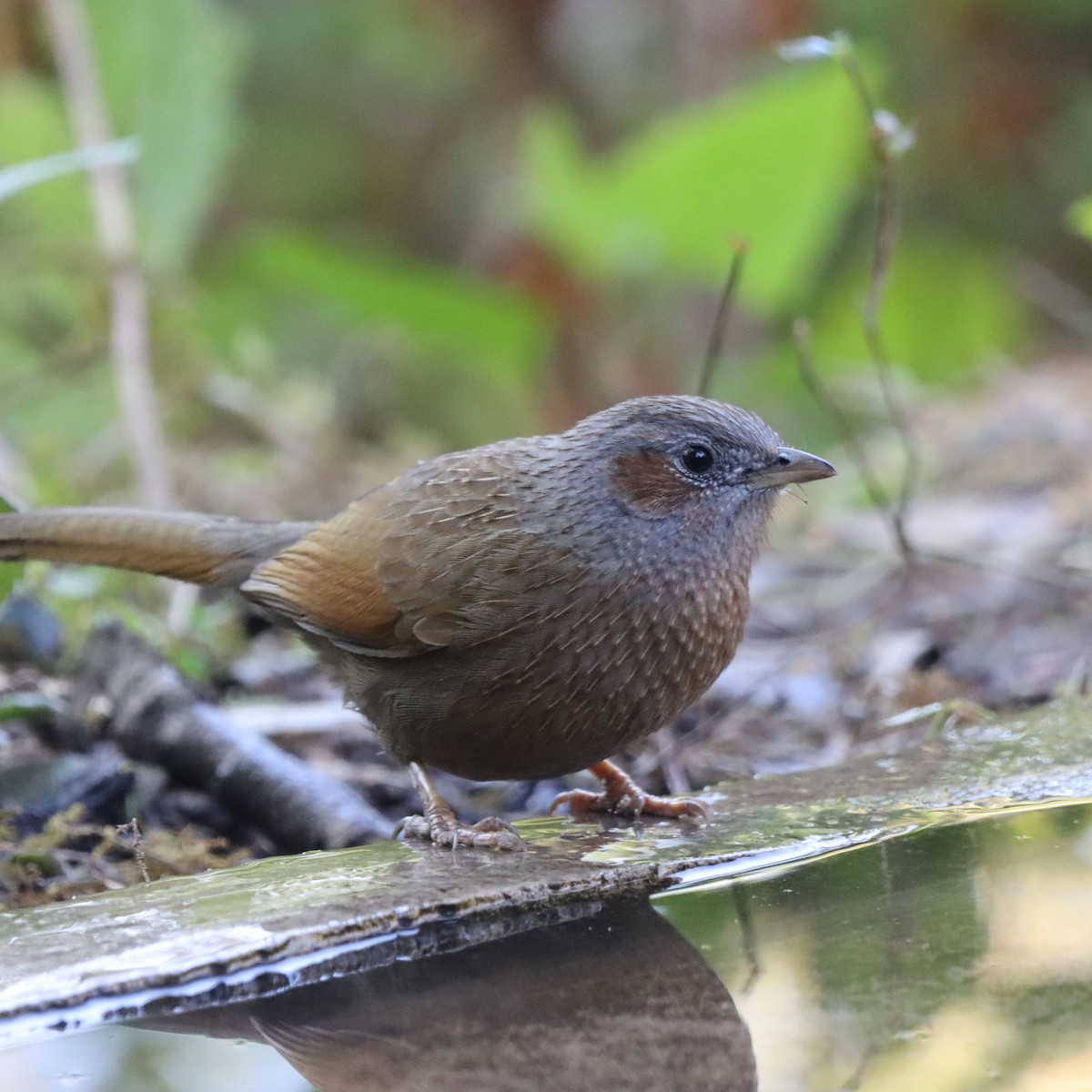 Streaked Laughingthrush - ML647226031