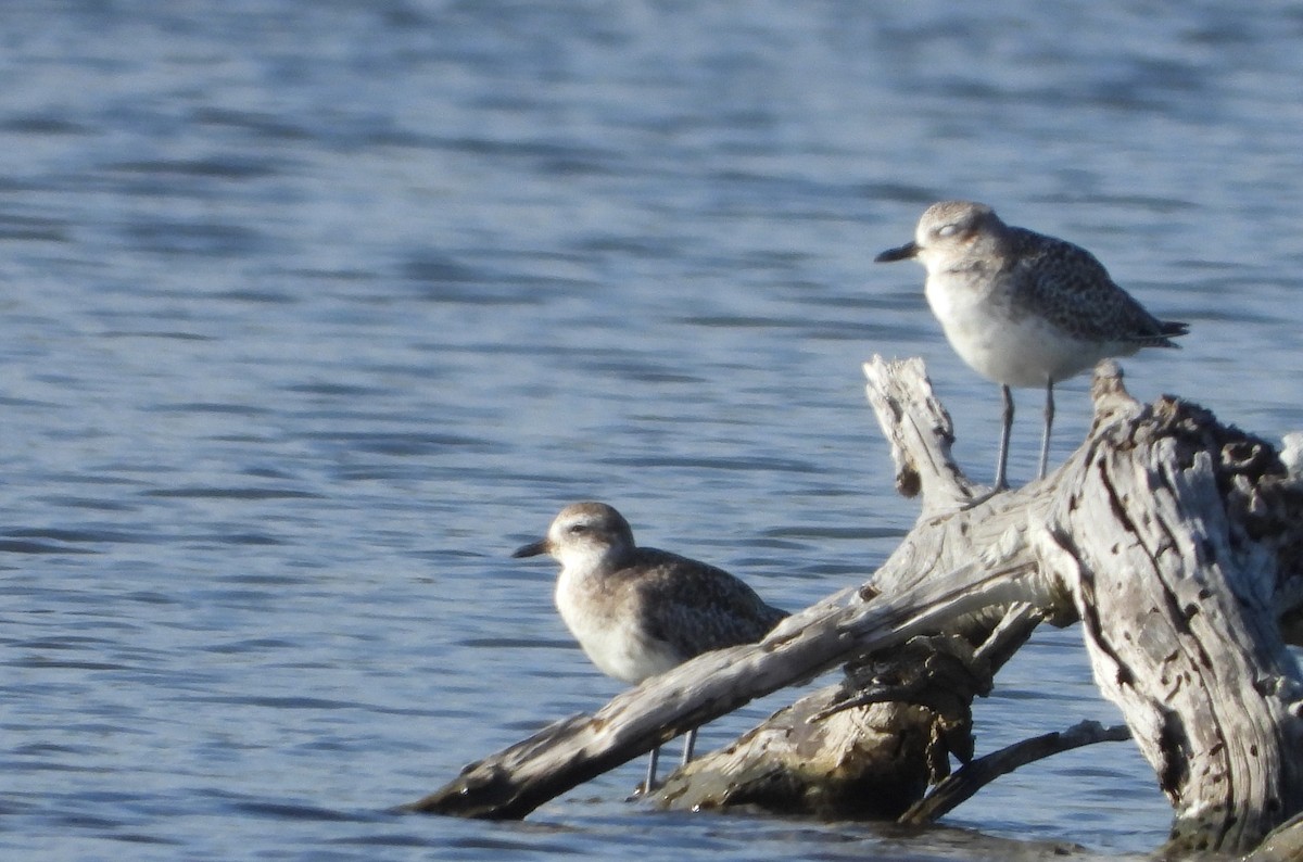 Txirri grisa - ML647226032