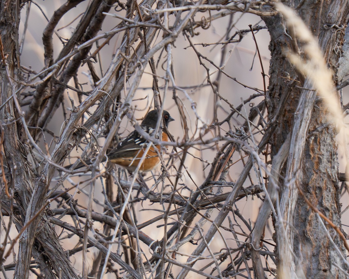 Spotted Towhee - ML647226034