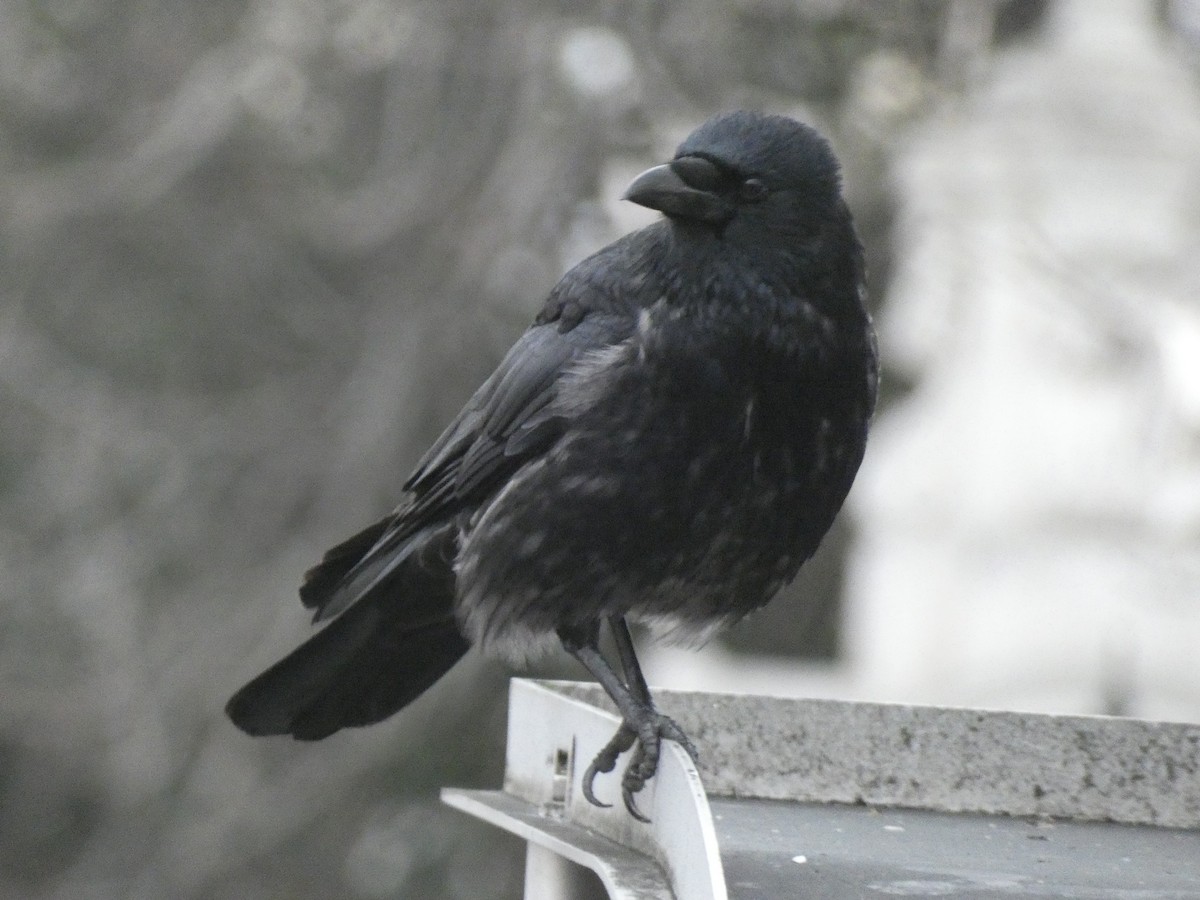 Belabeltza - ML647226035