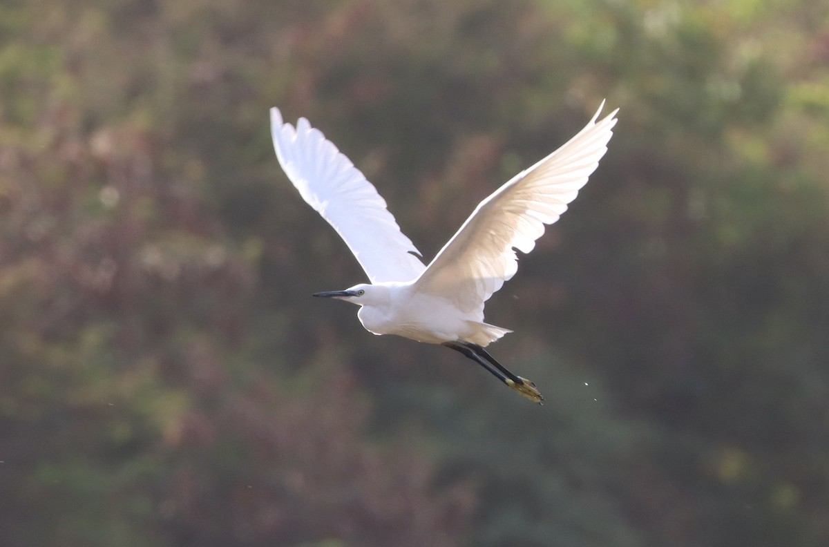 Koartzatxo txikia - ML647226036