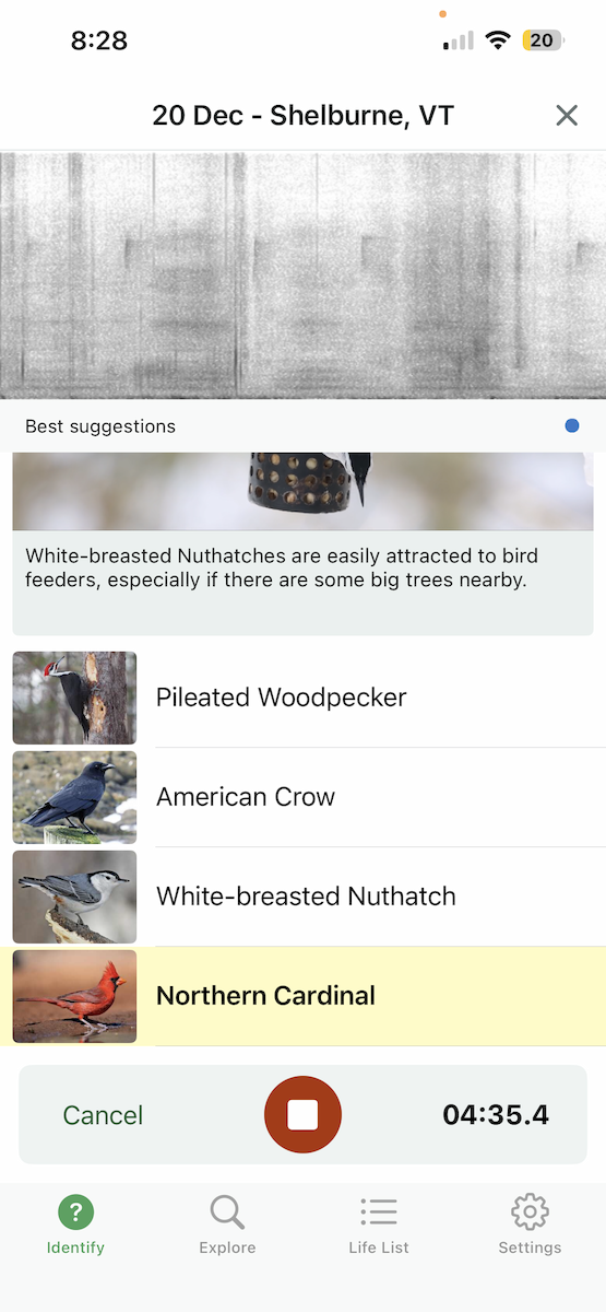 Kardinal arrunta - ML647226037