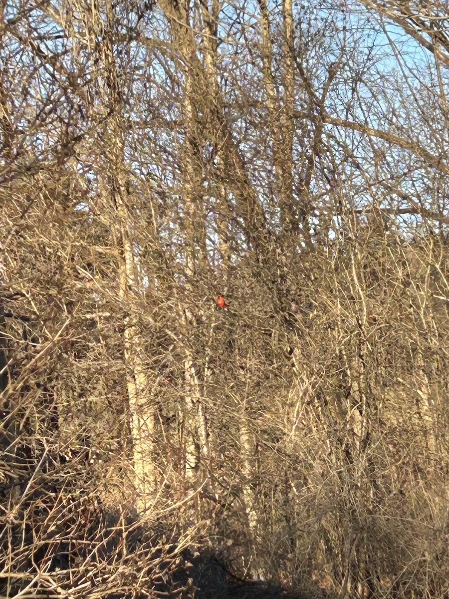 Kardinal arrunta - ML647226038