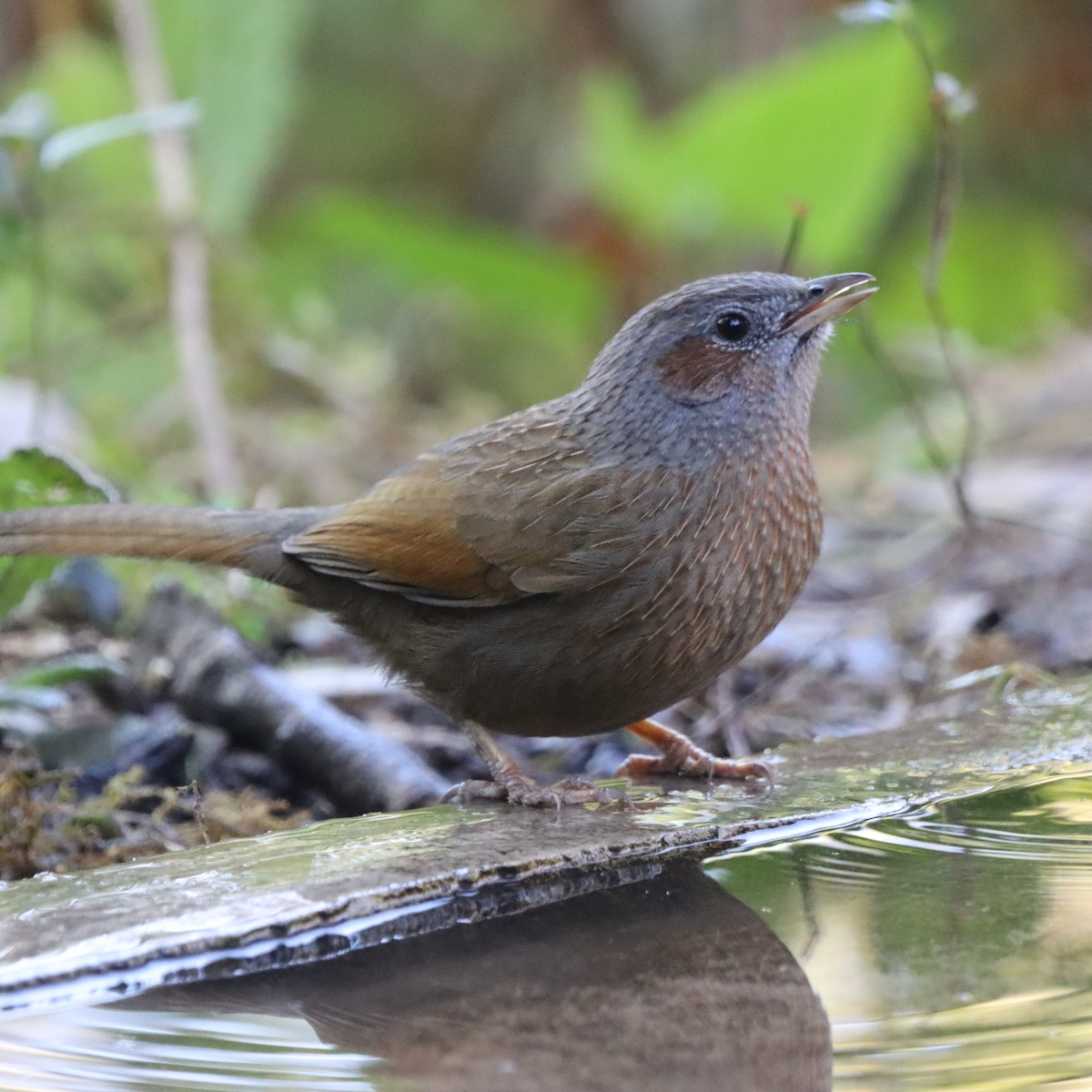 Streaked Laughingthrush - ML647226041