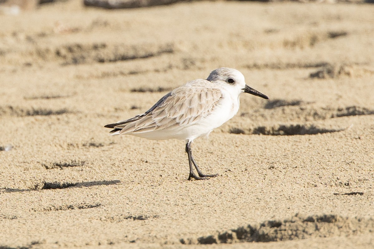 Txirri zuria - ML647226042