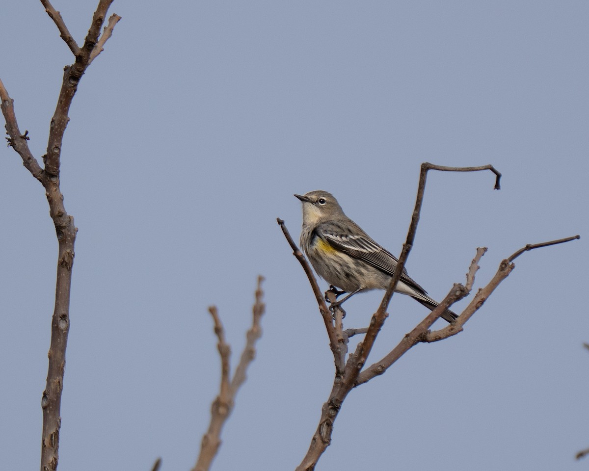 Yellow-rumped Warbler - ML647226048