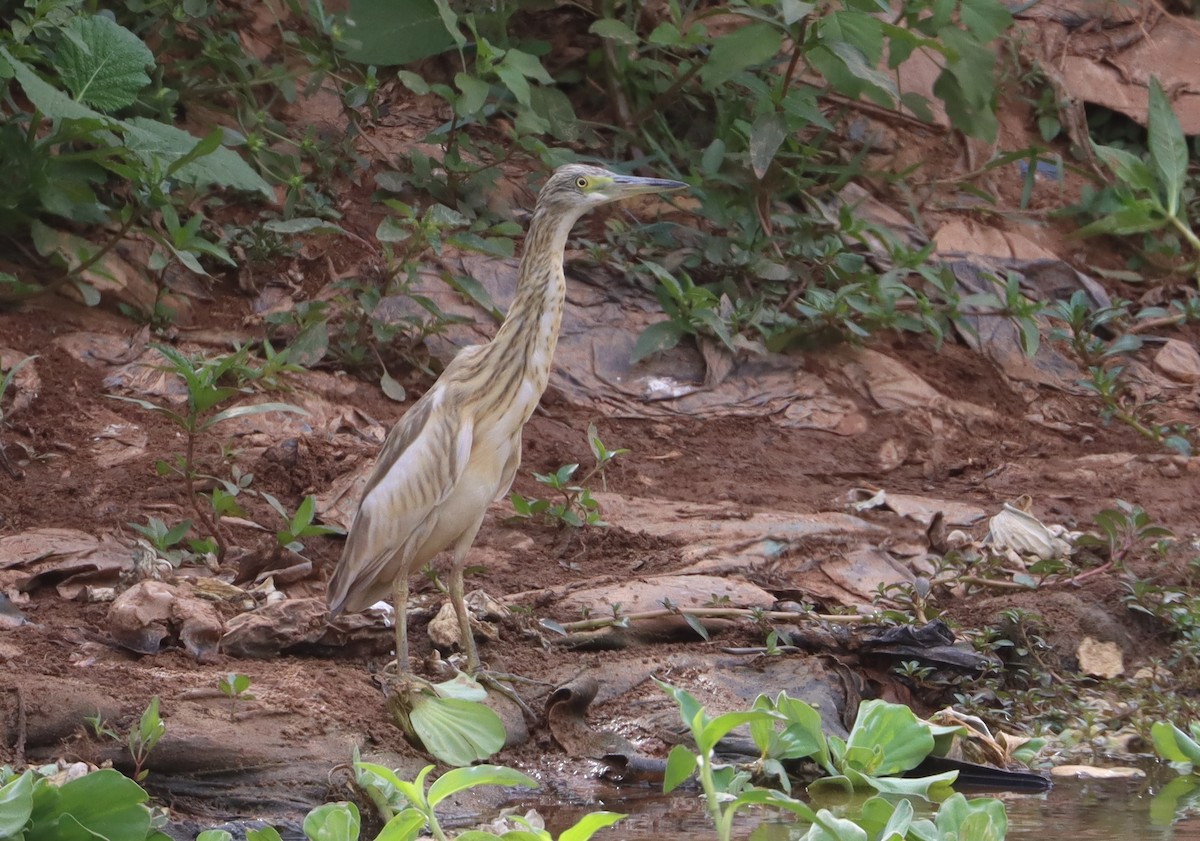 Koartzatxo karramarrozalea - ML647226051