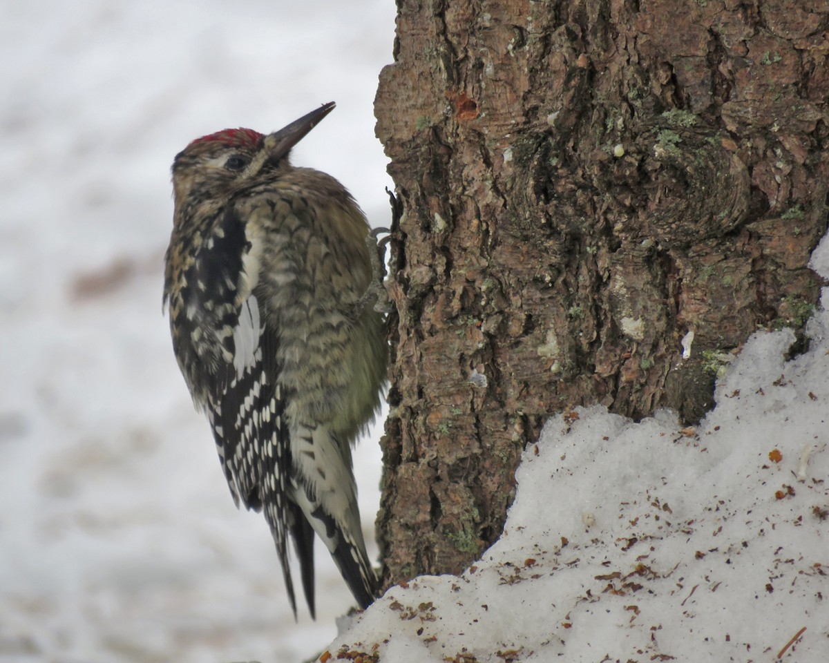 Yellow-bellied Sapsucker - ML647226052
