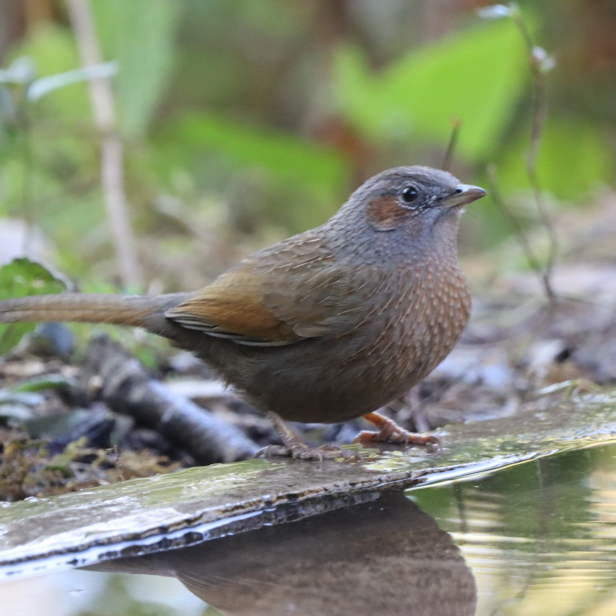 Streaked Laughingthrush - ML647226053