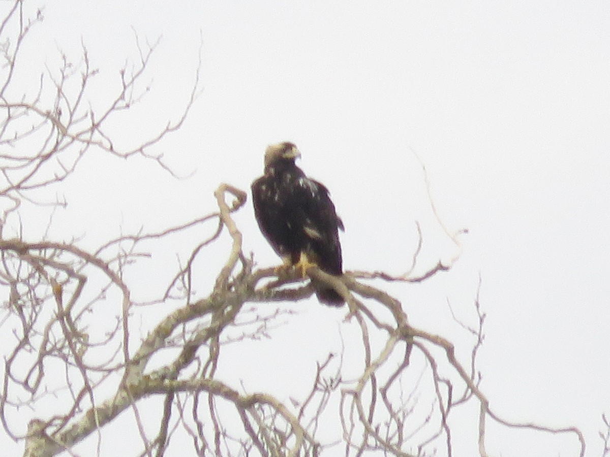 iberiaørn - ML647226061