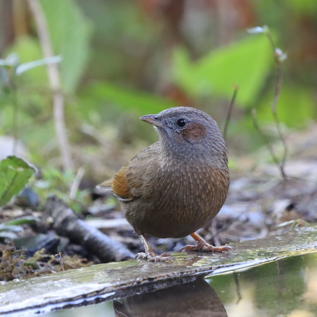Streaked Laughingthrush - ML647226065