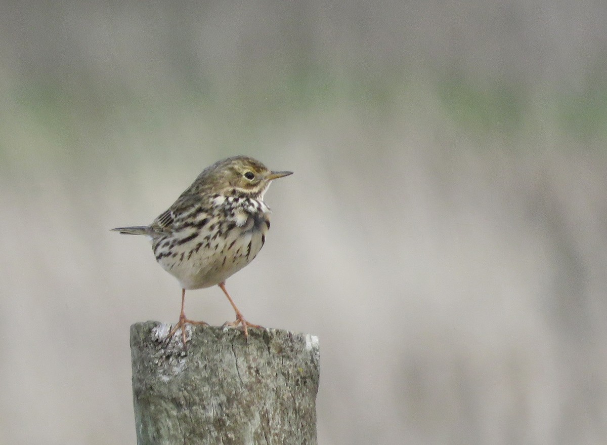 Meadow Pipit - ML647226075