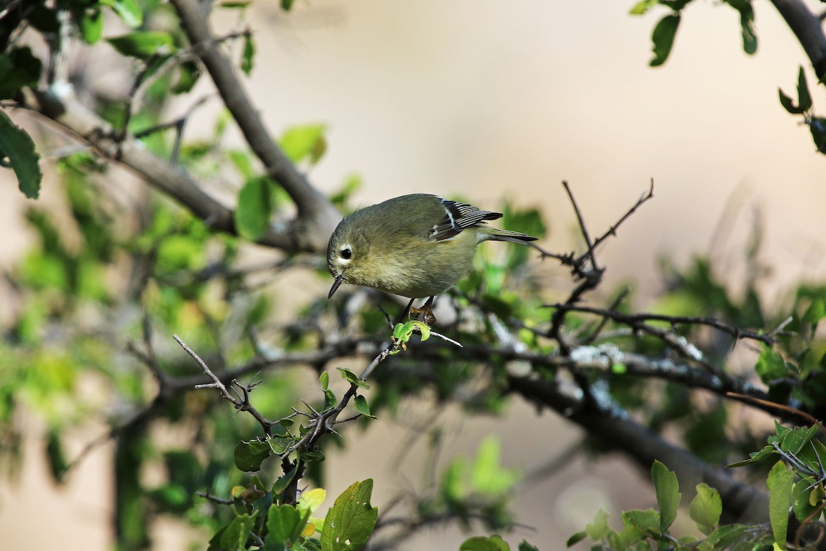 Ruby-crowned Kinglet - ML647226083