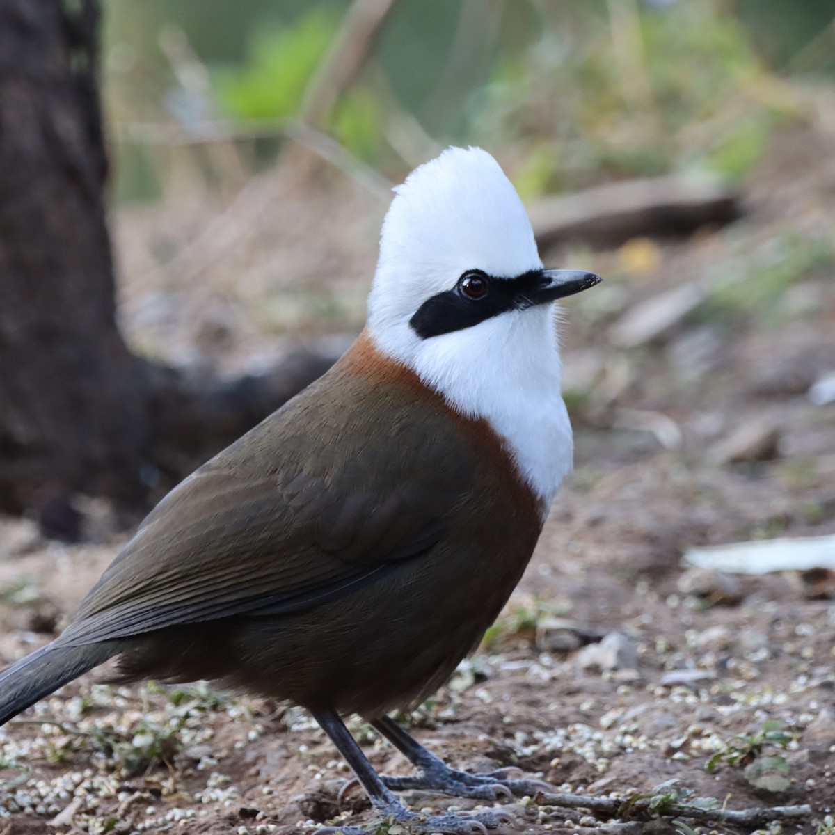 White-crested Laughingthrush - ML647226087