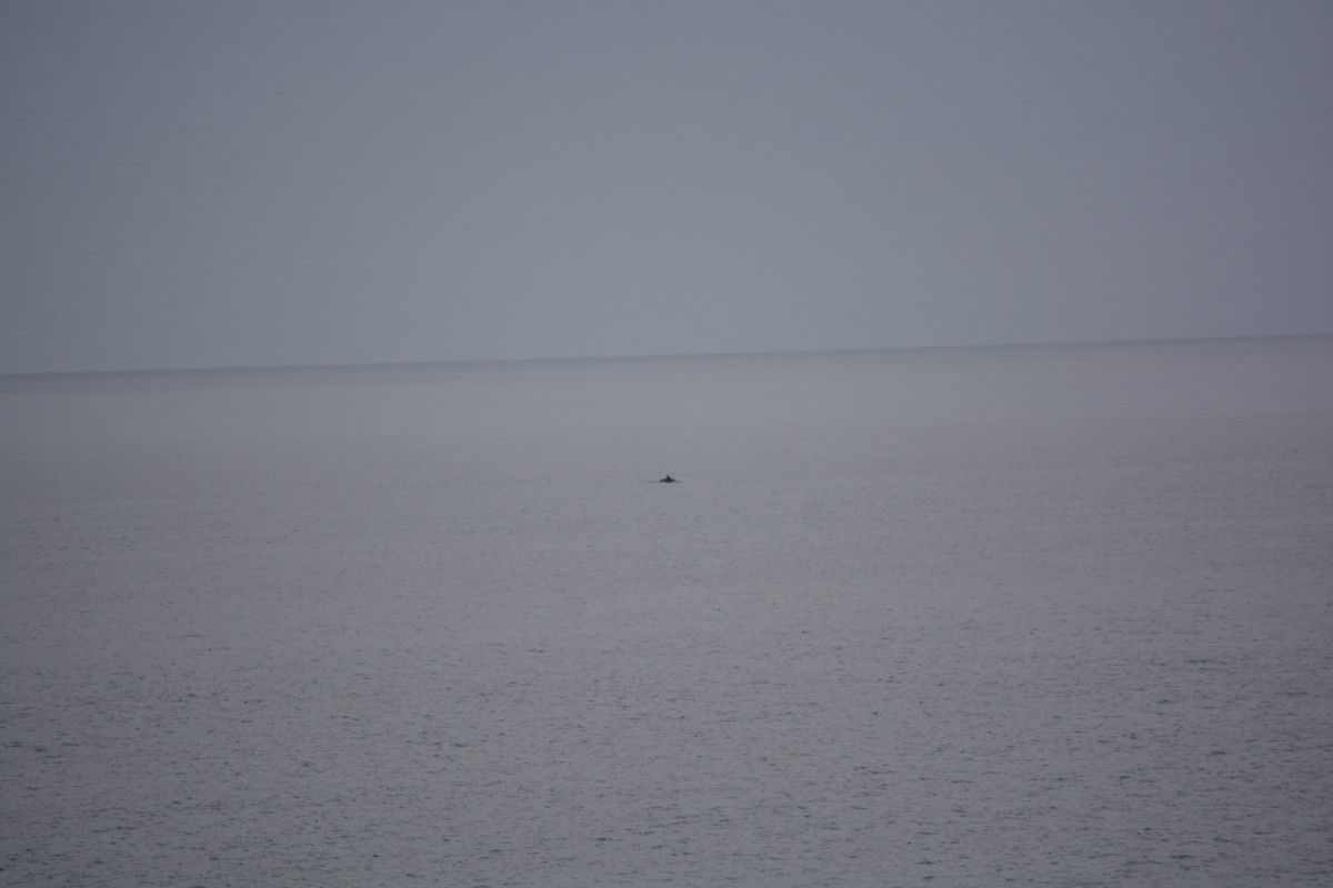 Çizgili Yunus - ML647226090