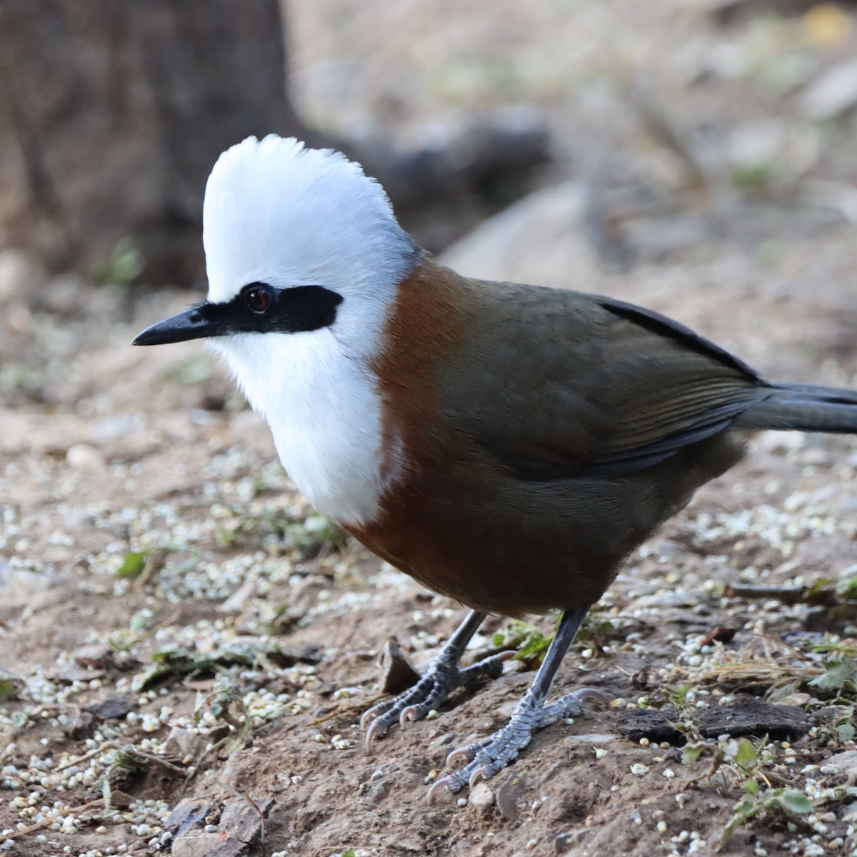 White-crested Laughingthrush - ML647226092